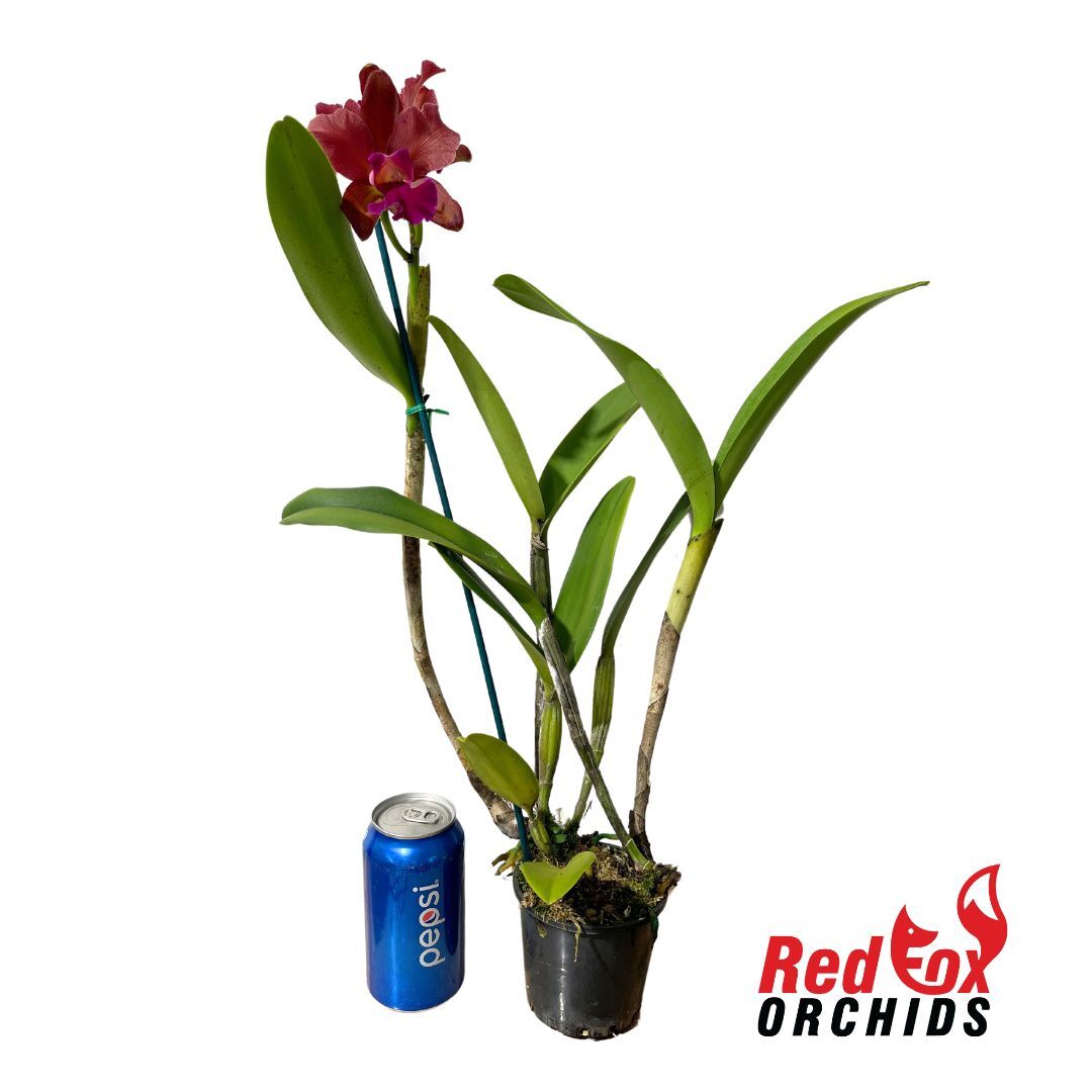 Rhyncholaeliocattleya Hsinying Joy 'July' X C. tigrina var. albina 'Centro de Esmeralda