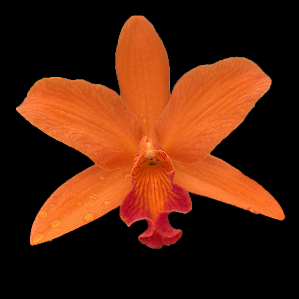 Laeliocattleya Tropical Treat