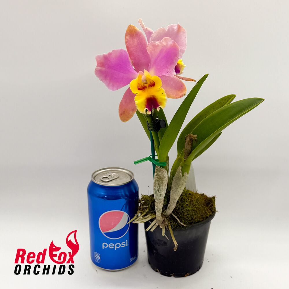 Brassolaeliocattleya Lovely Toshie 'H&R' X Blc. (Tropical Chip X Redland Trader)