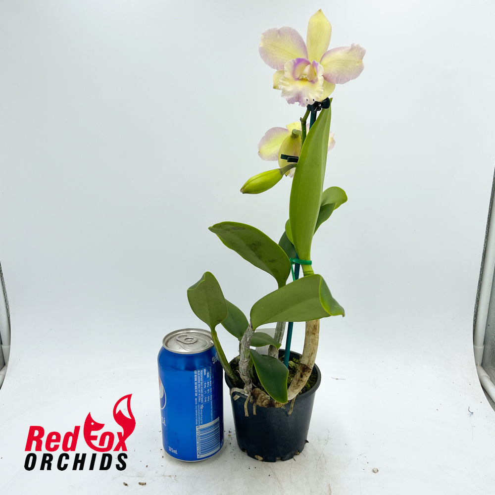 Brassolaeliocattleya Mismo X Blc. Topaz Sublime