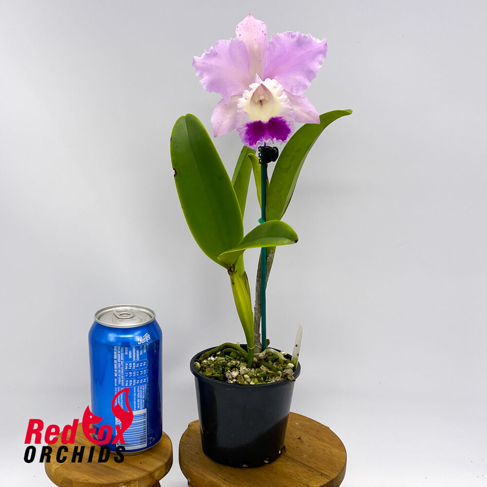 Brassolaeliocattleya Aranbeem x Cattleya intermedia vinicolor aquinii