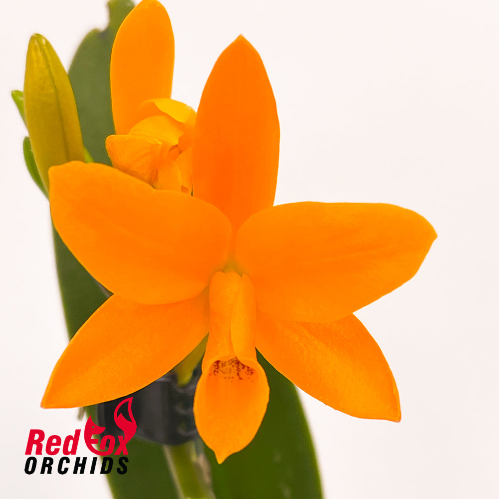Cattleya aurantiaca (Orange) X Pot. Shinfong Little Sun 'Young-Min Golden Boy'