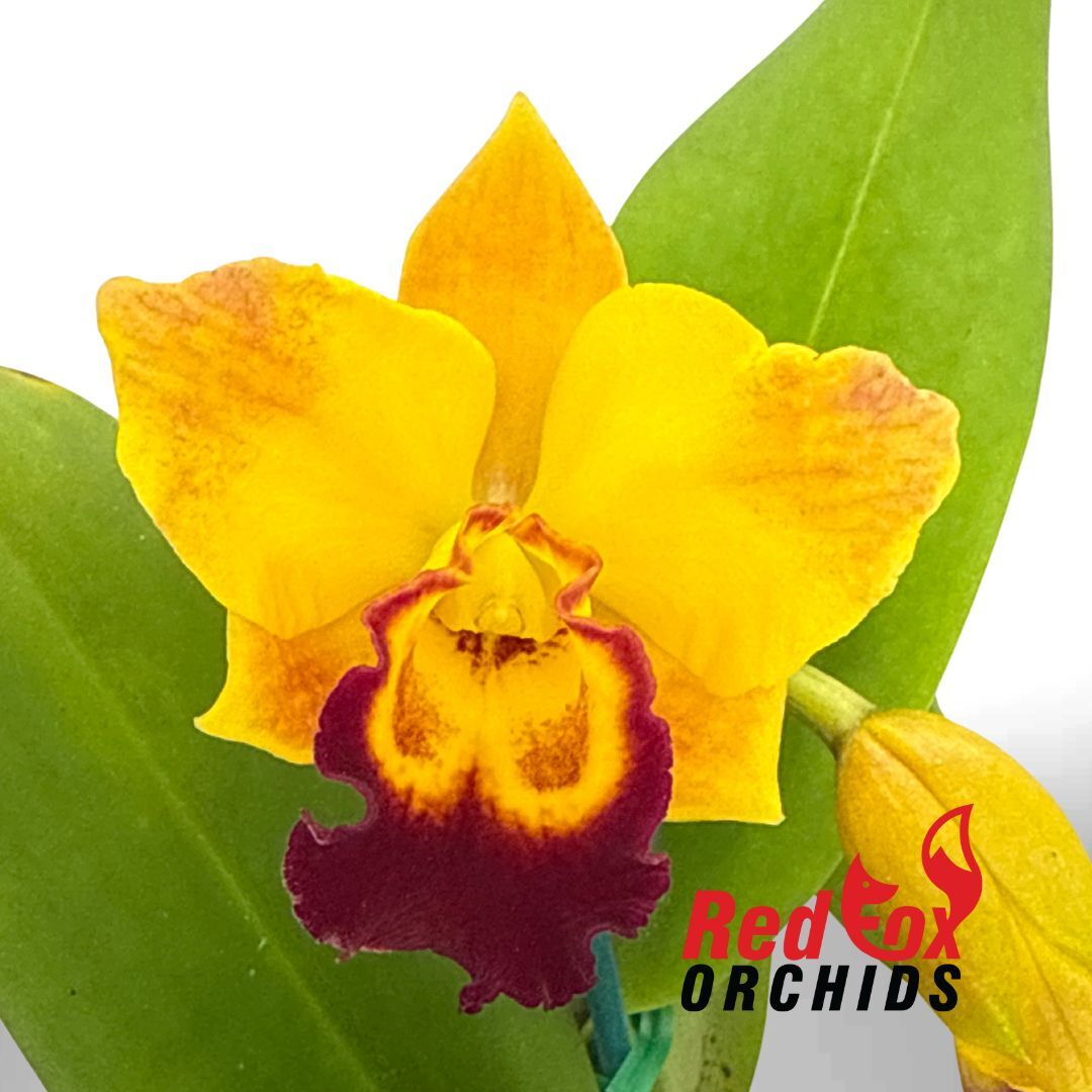 Potinara Chief Sweet Orange X Pot. (Glenn Maidment X Topaz Halo)