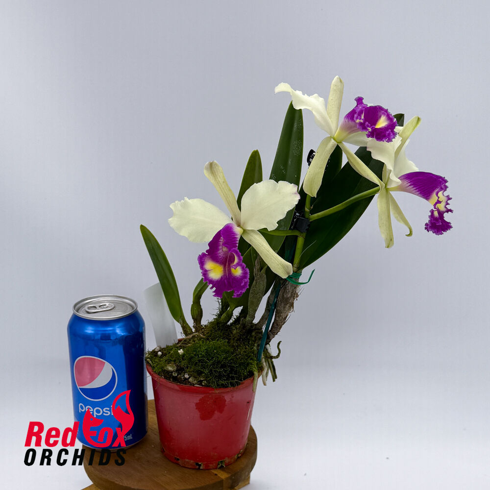 Brassolaeliocattleya Toshie Aoki 'Pokai' X Blc. (Susan Holcombe X Haw Yuan Beauty 'Hong')