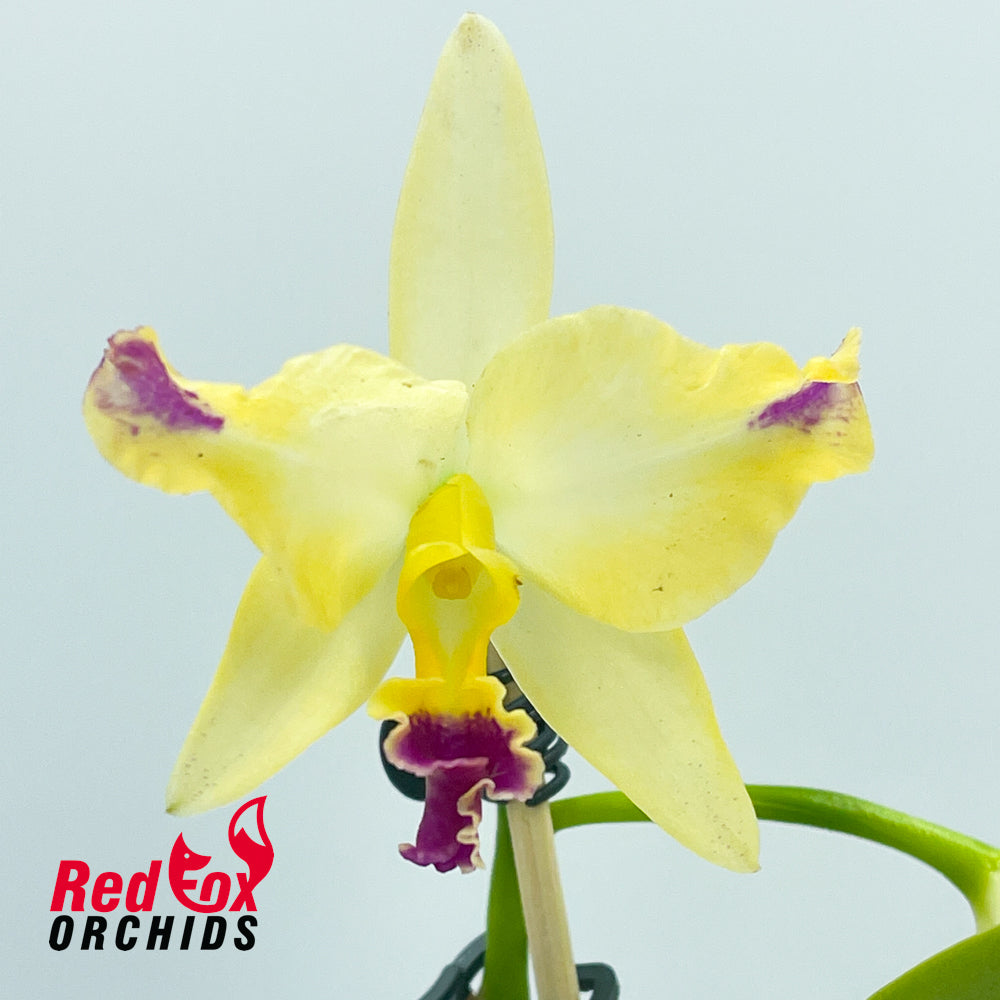 Brassocattleya Little Mermaid x Laeliocattleya (mossiae semi-alba x Aussie Sunset)