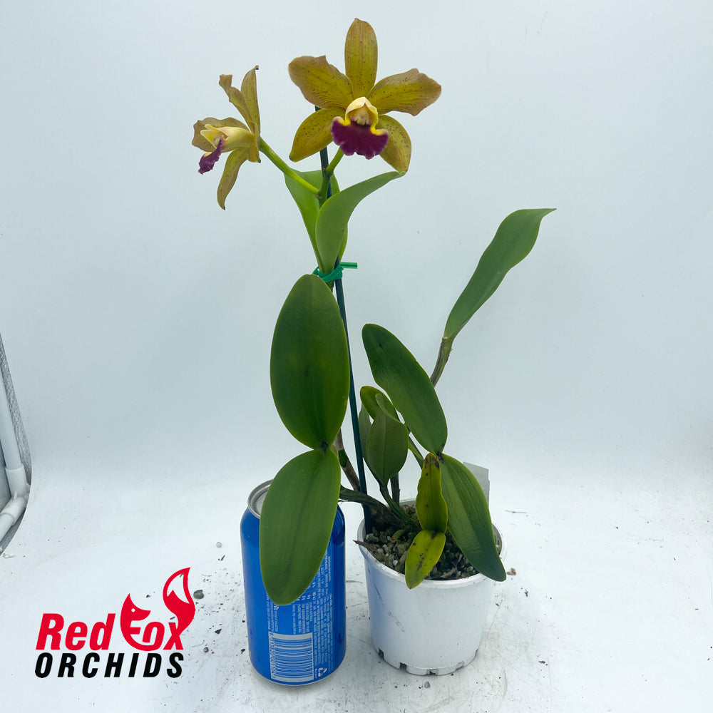 Brassolaeliocattleya (Lulu v. alba X Topaz Sublime) X C. tigrina 'Burleigh Dark'