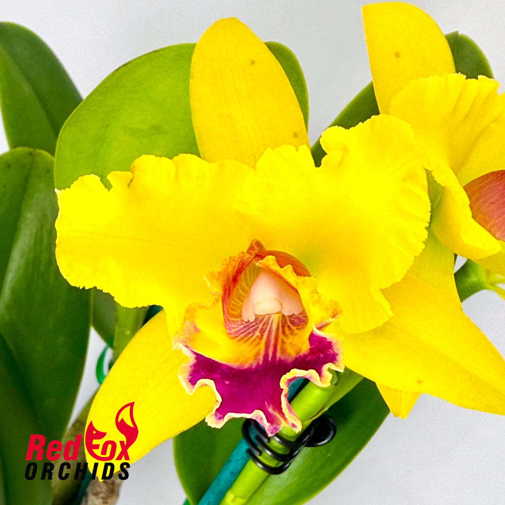 Potinara Chunfong Smile 'VG Y&R Splash' X Blc. George King 'Southern Cross'