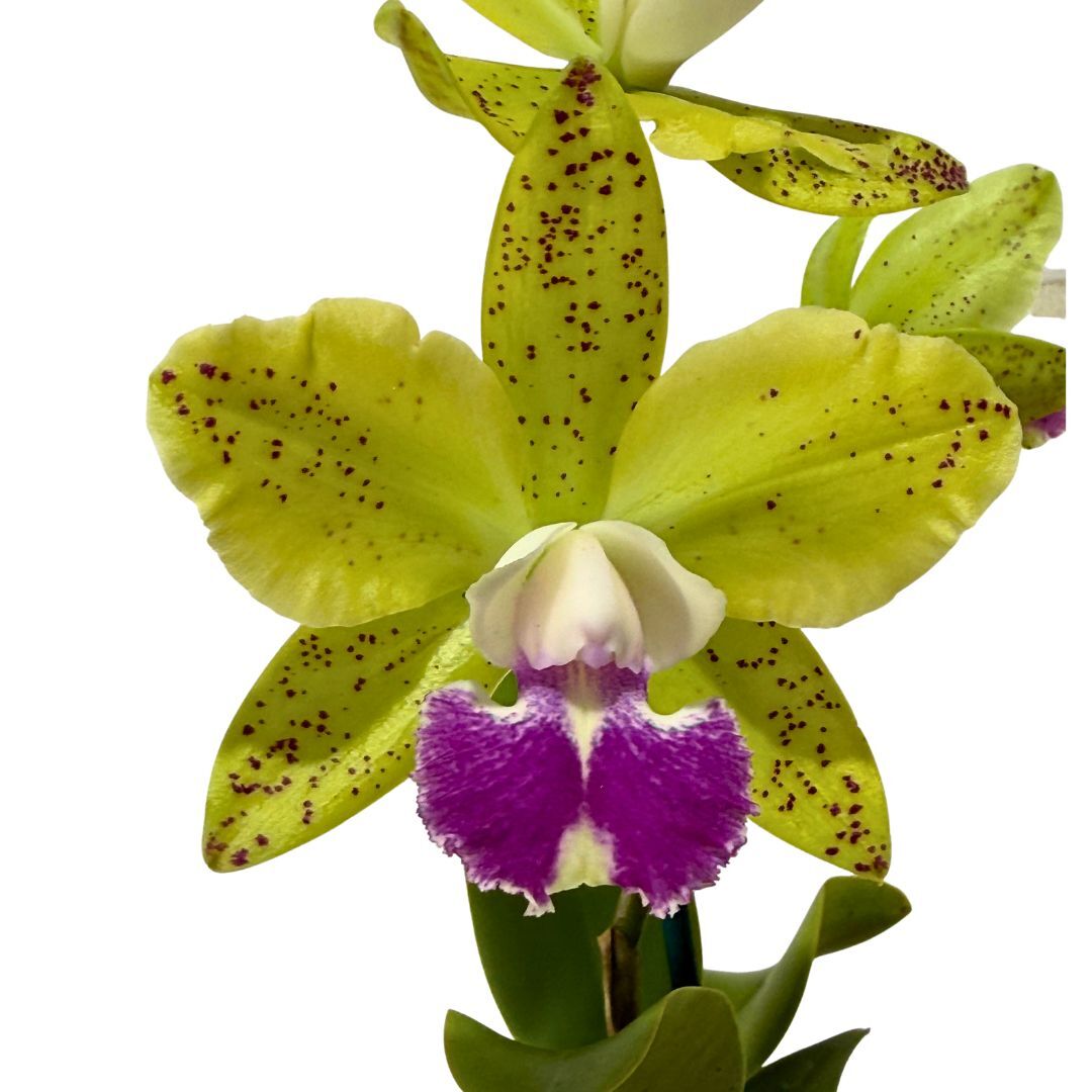 Sophrolaeliocattleya Elisabeth Calov X Blc. Topaz Sublime