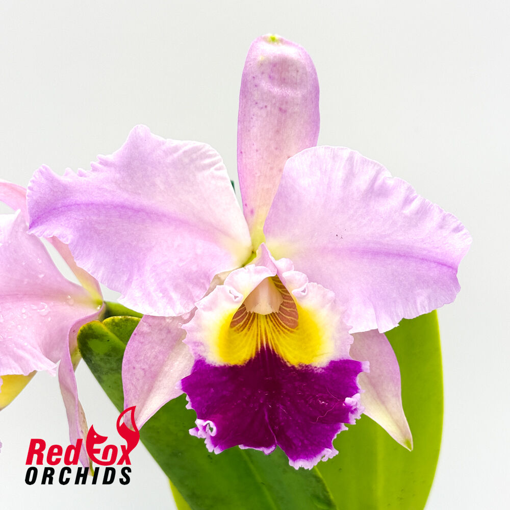 Cattleya jenmanii X Blc. Glenn Maidment