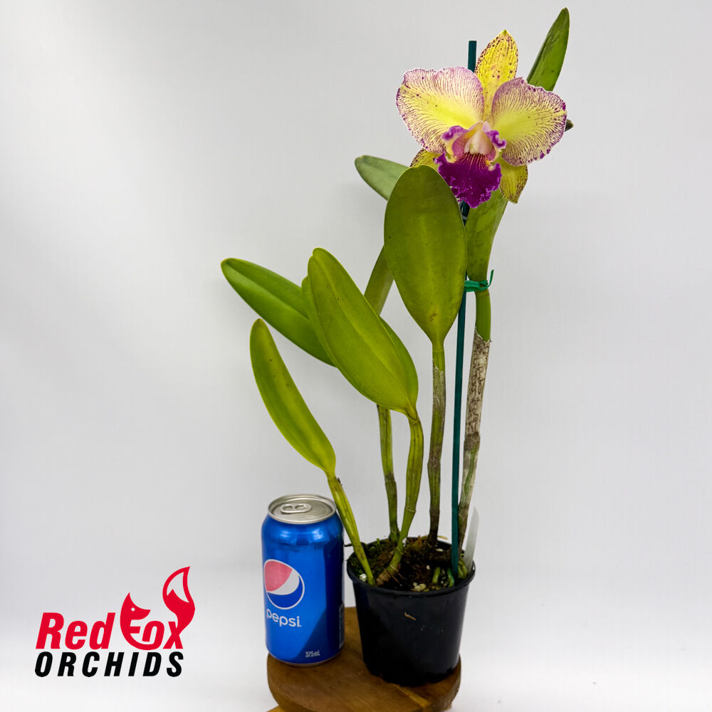 Brassolaeliocattleya Ann-Marie Hudson X C. Penny Kuroda (Caudebec Gp) 'Southern Cross' (4n)
