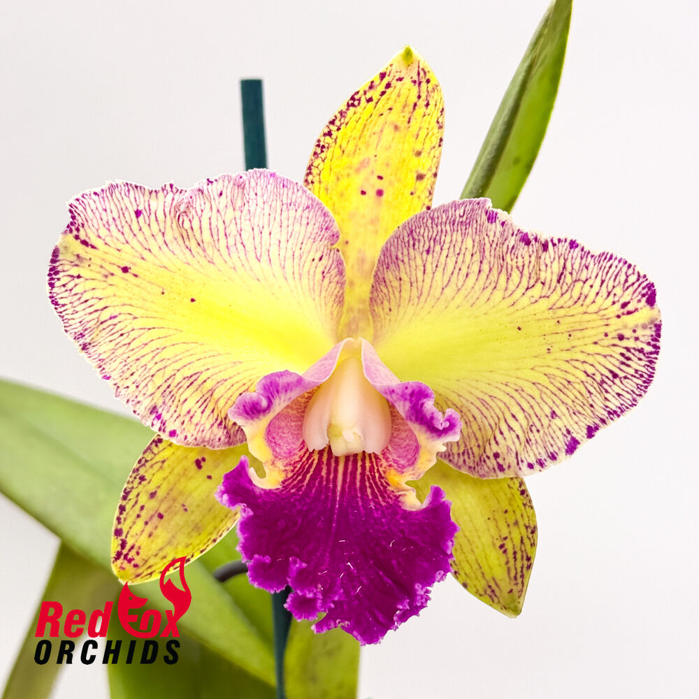 Brassolaeliocattleya Ann-Marie Hudson X C. Penny Kuroda (Caudebec Gp) 'Southern Cross' (4n)