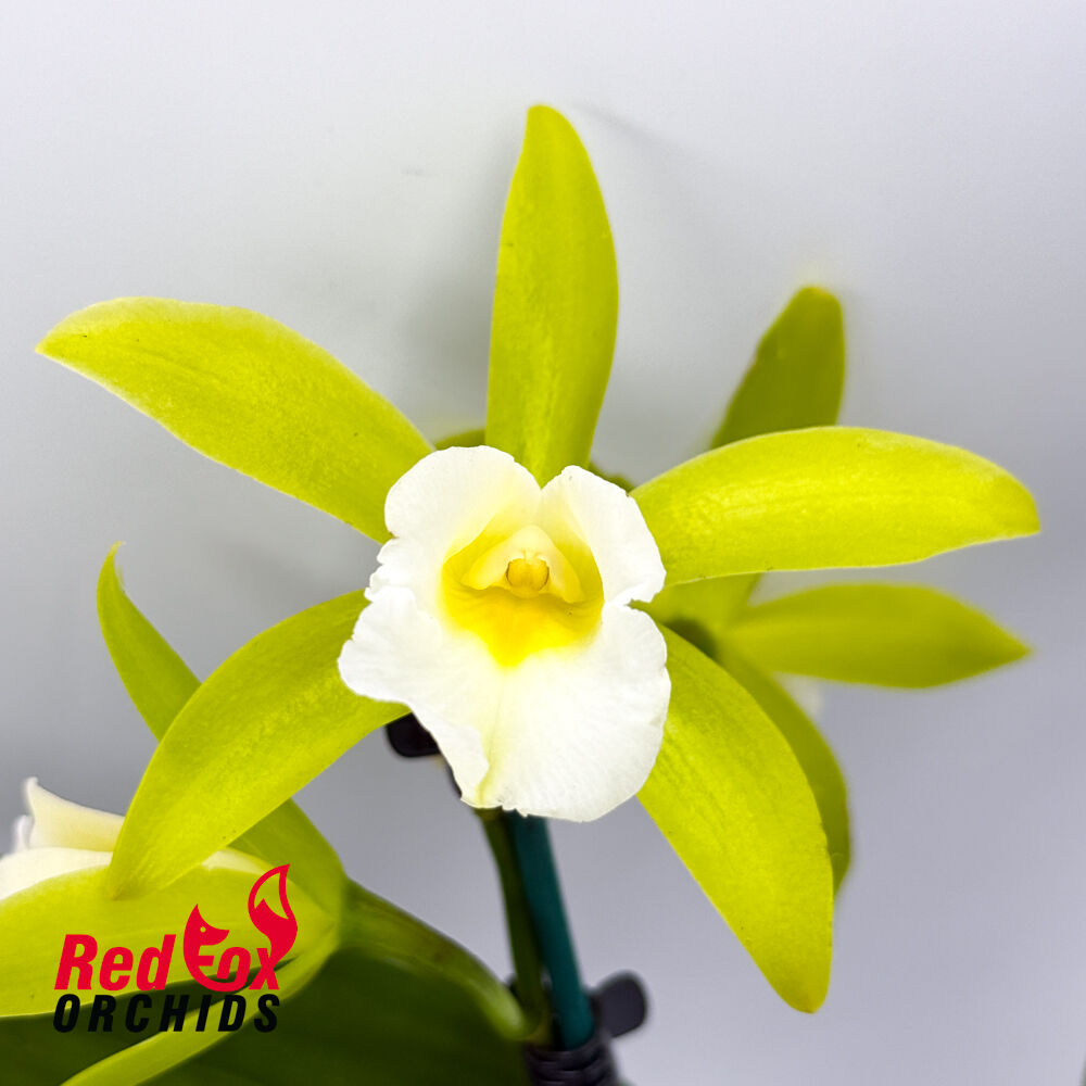 Brassolaeliocattleya Topaz Sublime X E. mariae