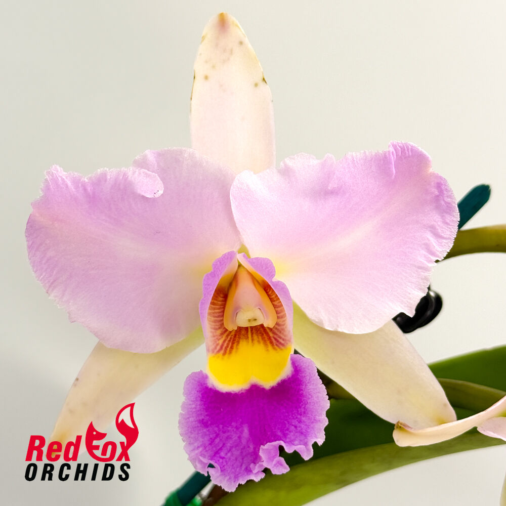 Brassolaeliocattleya (Hawaiian Passion 'Carmela' X Lc Aussie Sunset) X Pot. Qing Ming Beauty