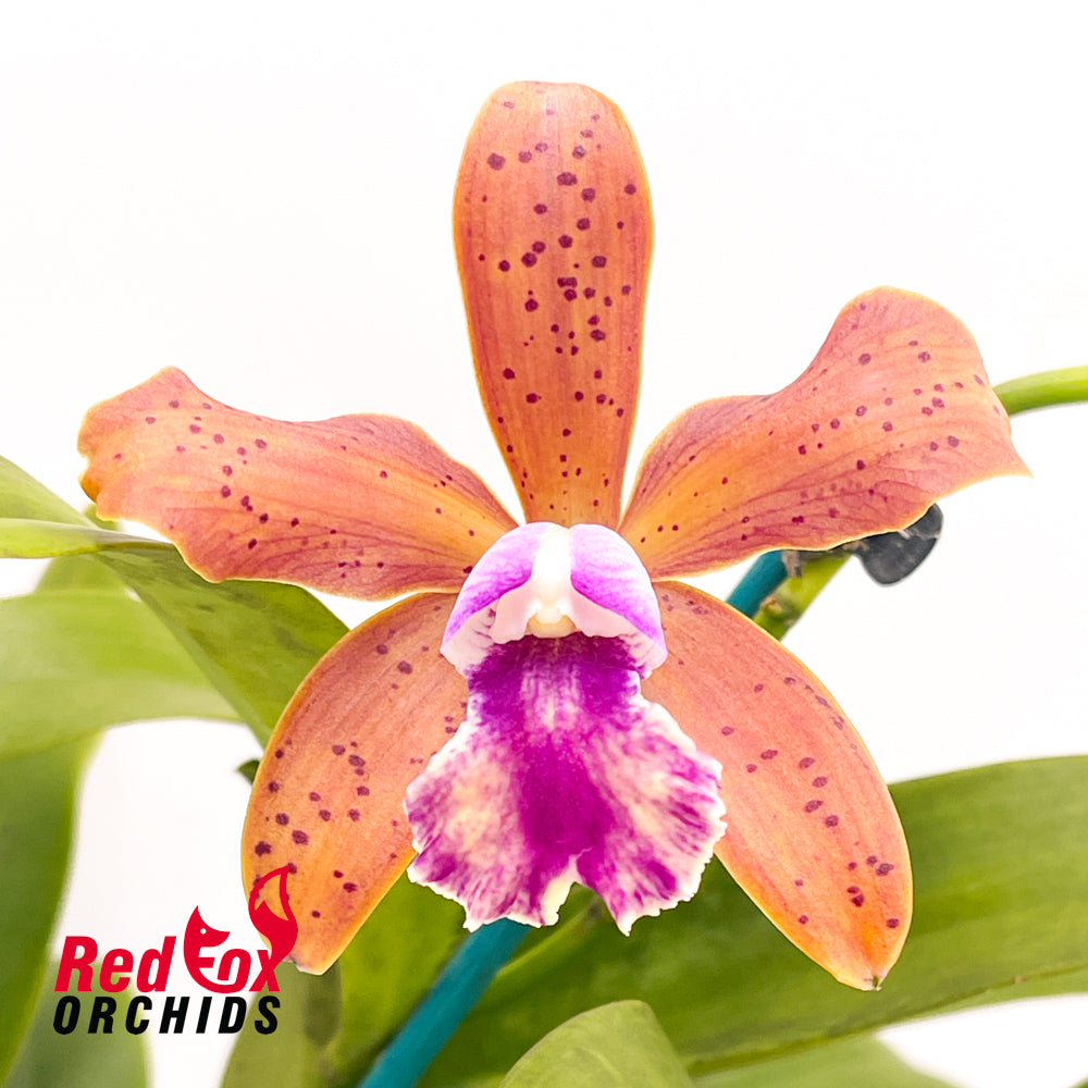 Sophrolaeliocattleya (Jungle Hotspot X Slc. Precious Gem) X C. tigrina 'Burleigh Dark'