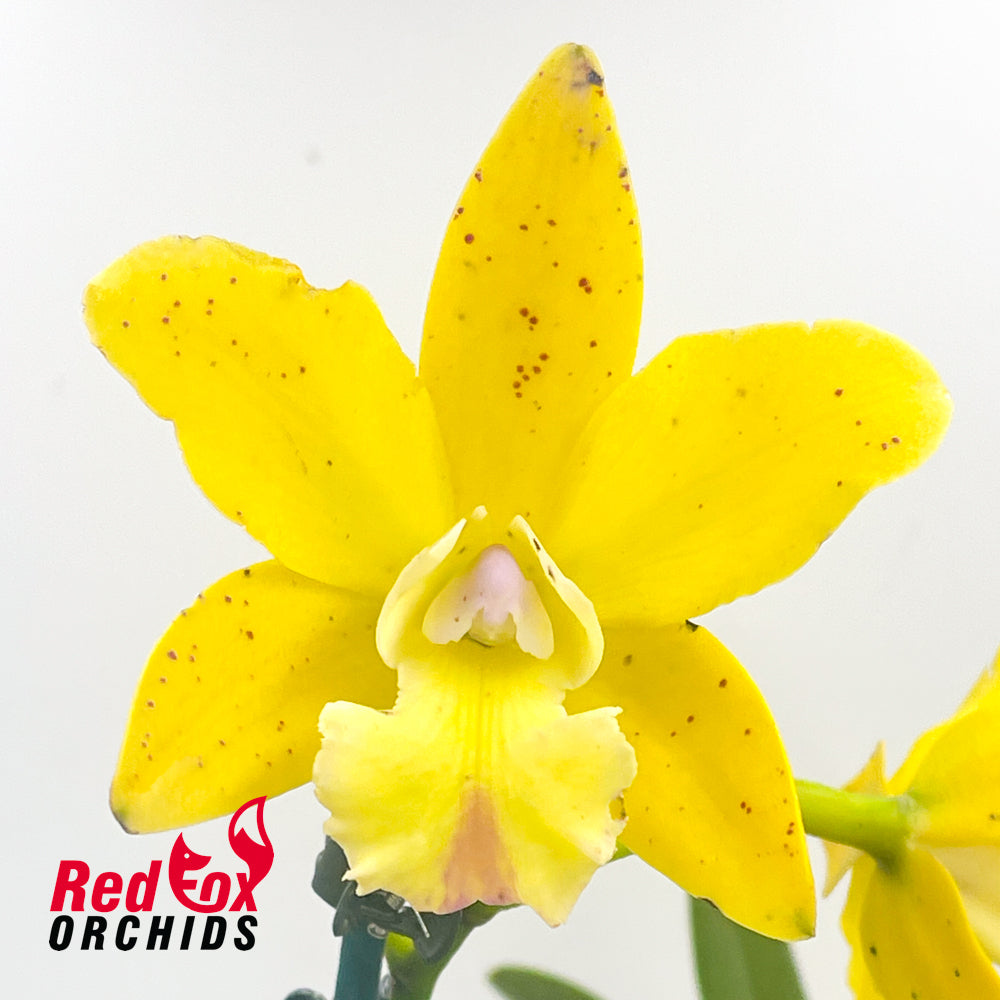 Brassolaeliocattleya Topaz Sublime X Slc. Elisabeth Calov