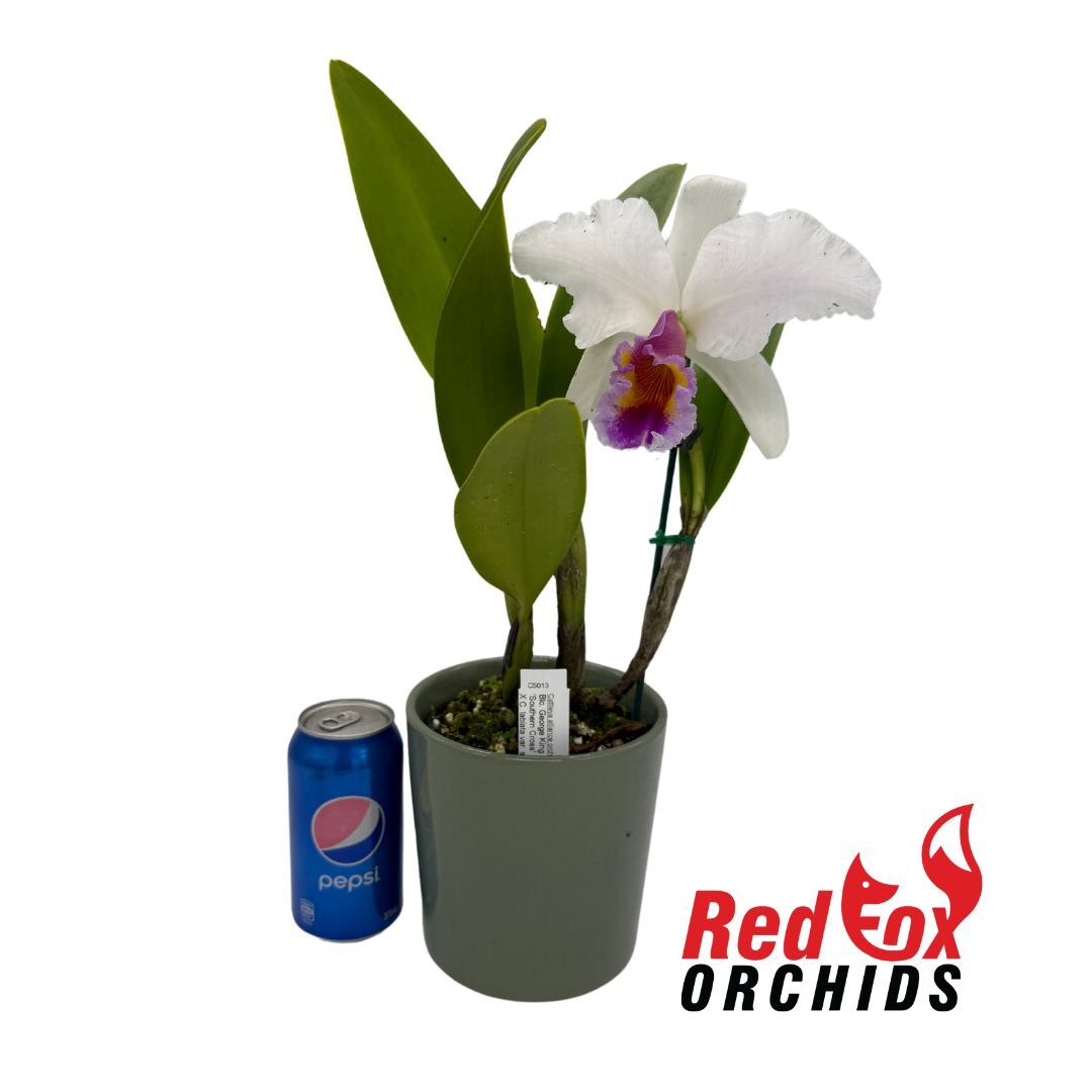 Brassolaeliocattleya George King 'Southern Cross' x Cattleya labiata var. semi-alba