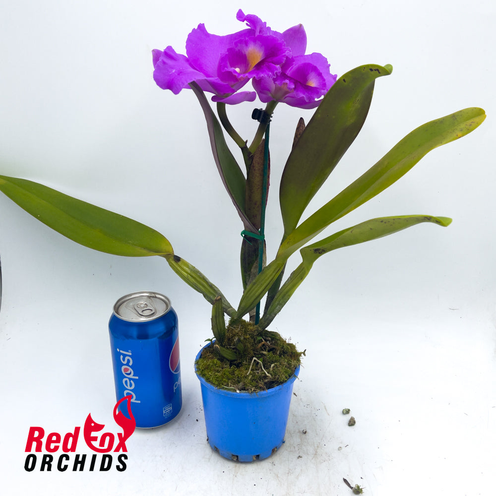 Laeliocattleya Drumbeat 'Triumph' X Blc. Dal's Monarch 'Southern Cross'