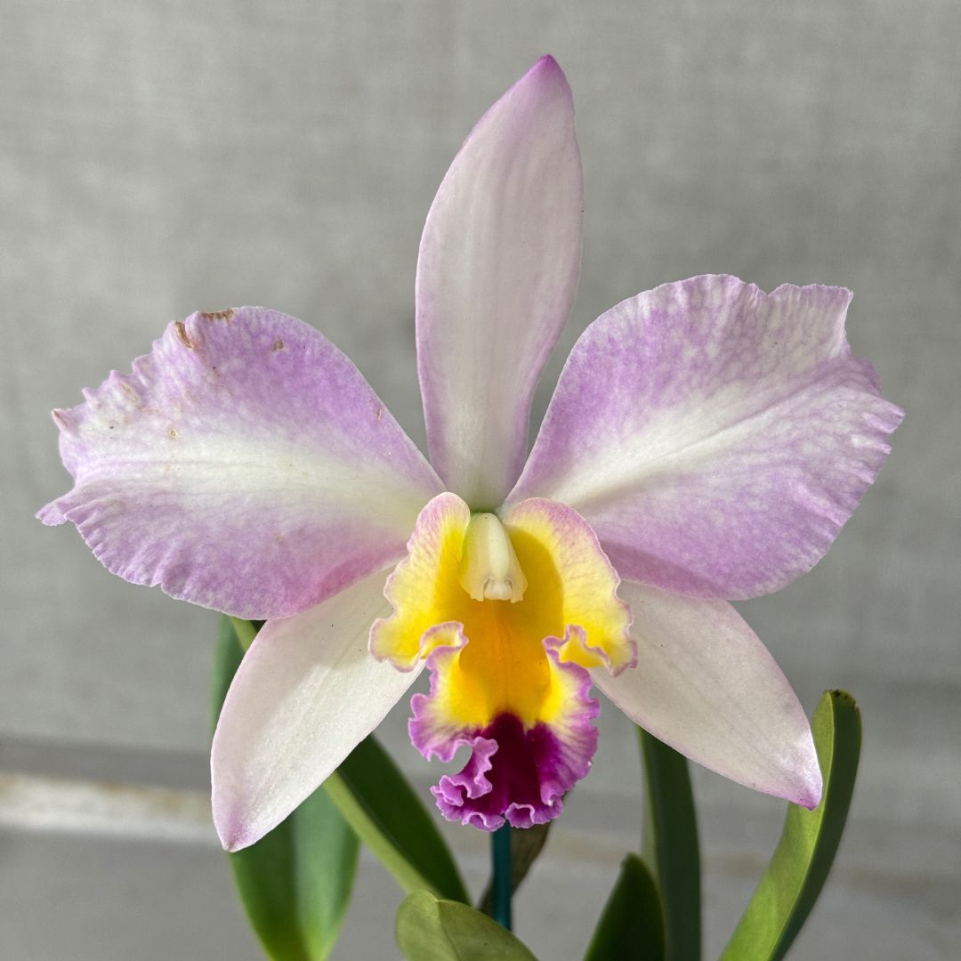 Brassolaeliocattleya Topaz Impact X Lc. (Bonanza Queen (4n) X Liptonii (4n)