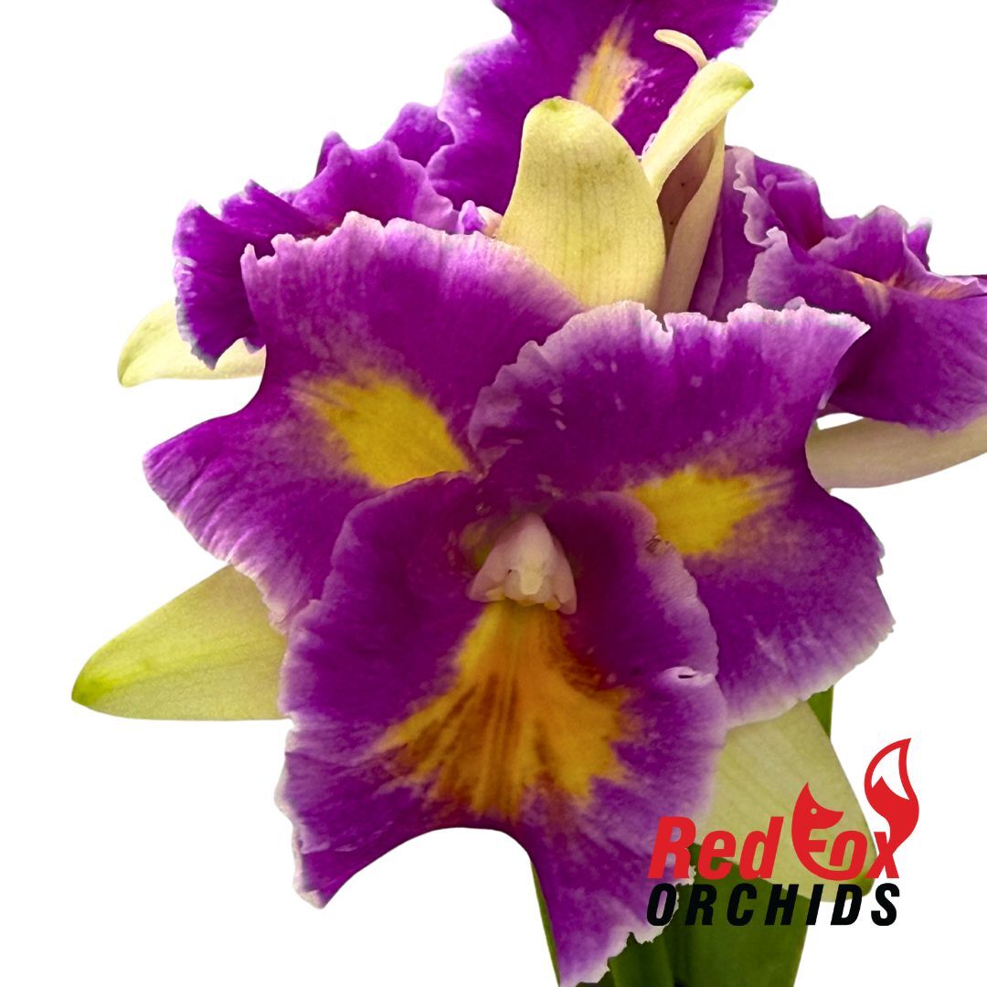Laeliocattleya Stephen Oliver Fouraker X Pot. (Burdekin Sunshine 'Springtime' X Home Hill 'Majestic')