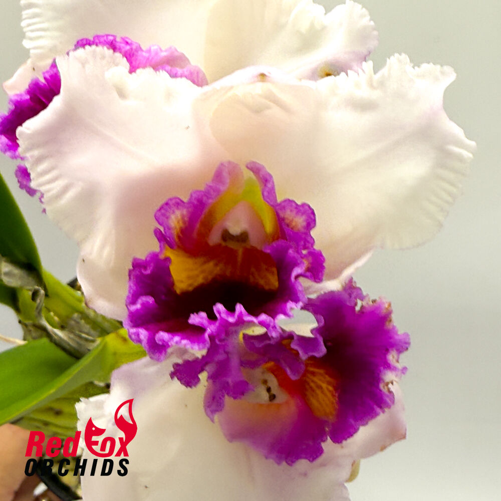 Brassolaeliocattleya Burdekin News 'Super S-A' X Blc. Topaz Impact 'Mini Mildred'