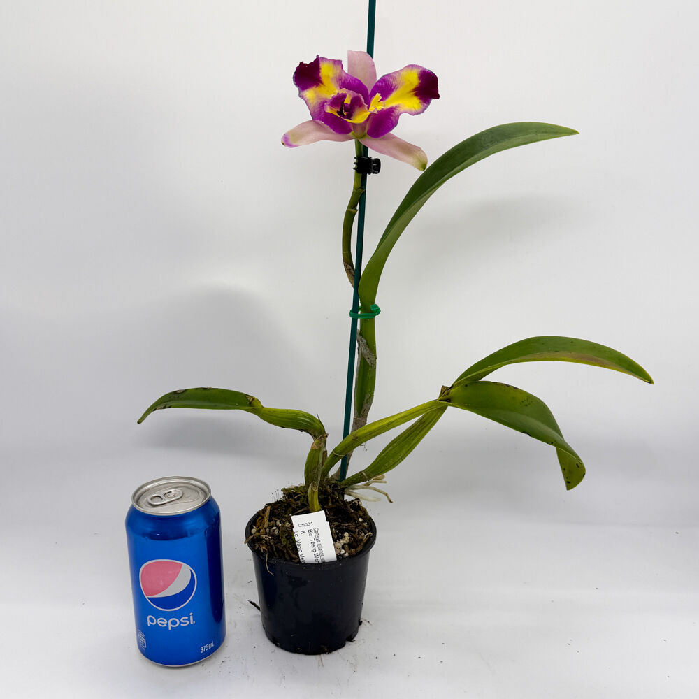Brassolaeliocattleya Tzeng-Wen Beauty X Lc. Magic Melody