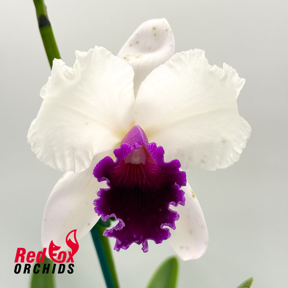 Cattleya Topaz Highlight x Rhyncholaeliocattleya Burdekin News