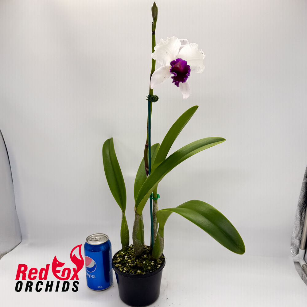 Cattleya Topaz Highlight x Rhyncholaeliocattleya Burdekin News