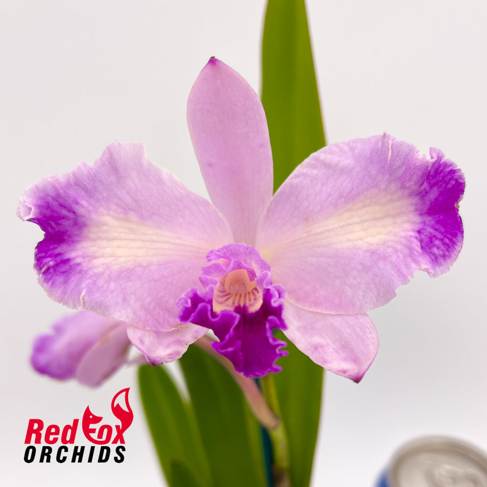 Cattleya (Horace 'Maxima' X briegeri 'Star of Brazil') X Ctt. Aussie Sunset