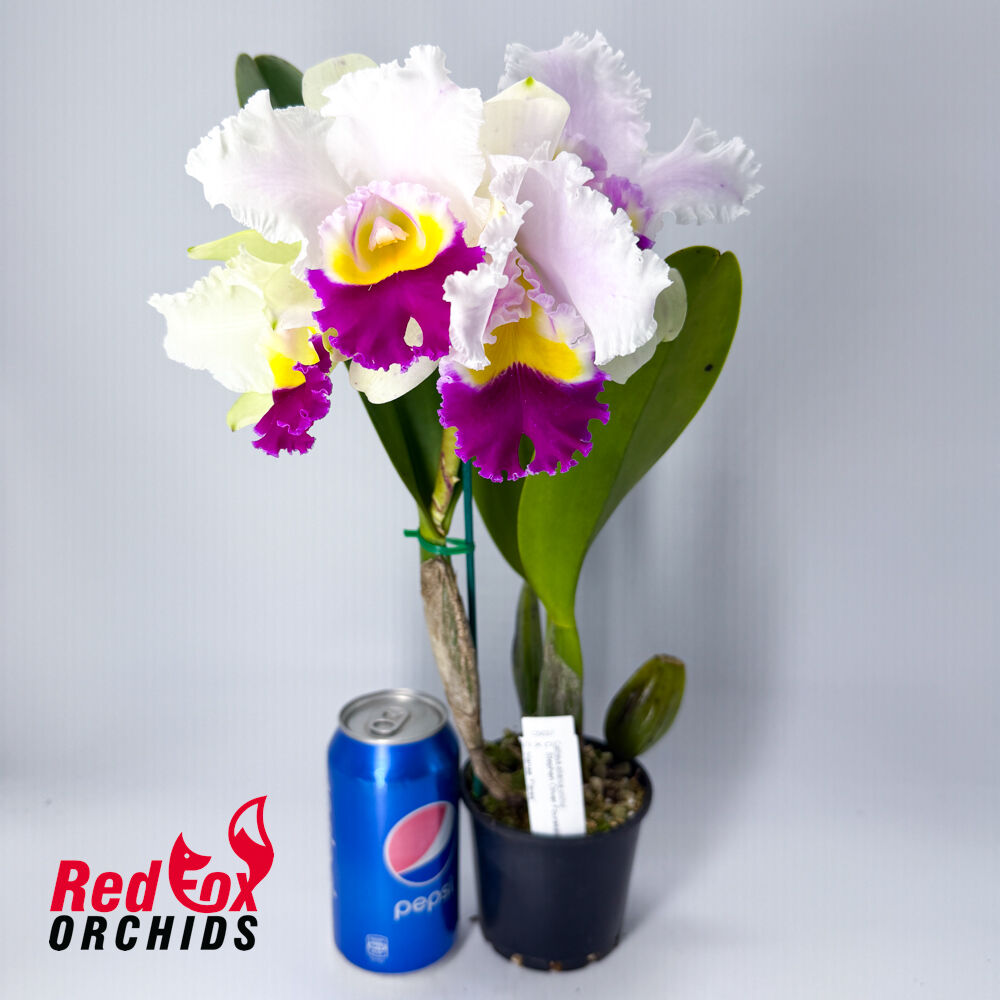 Cattleya Stephen Oliver Fouraker X C. trianae 'Flares'