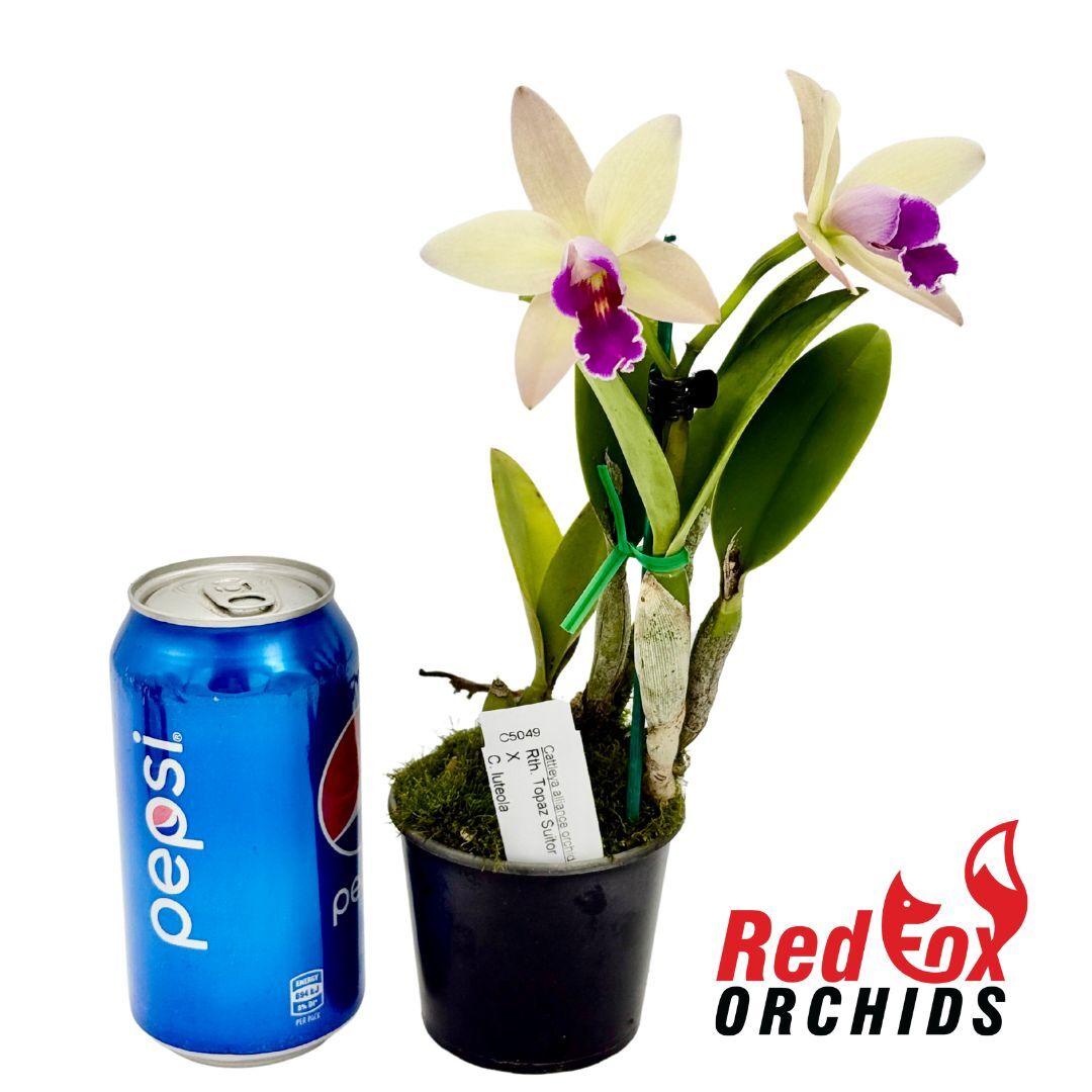Rhyncattleanthe Topaz Suitor x Cattleya luteola