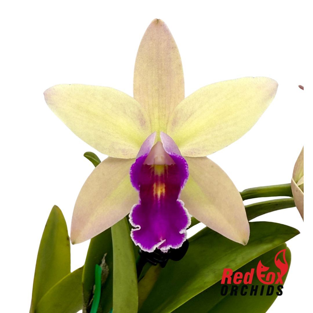 Rhyncattleanthe Topaz Suitor x Cattleya luteola
