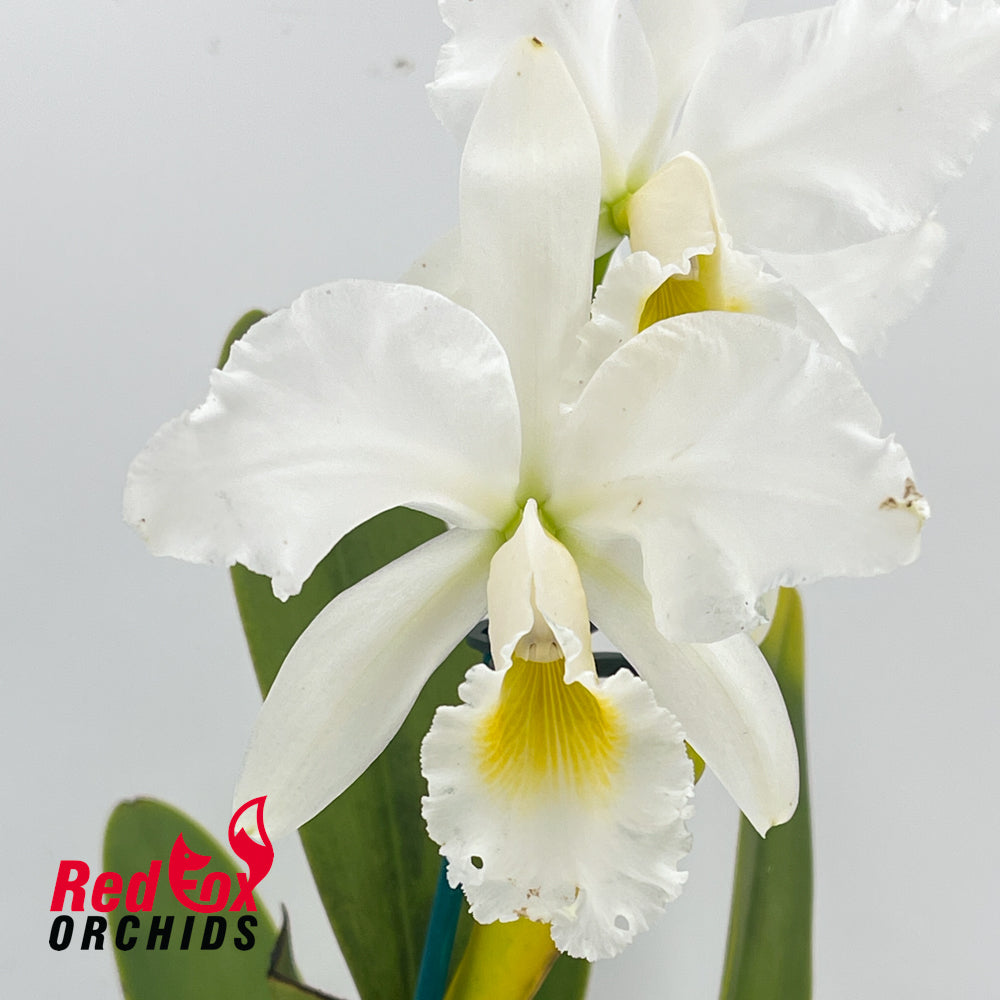 Cattleya Mastersoniae