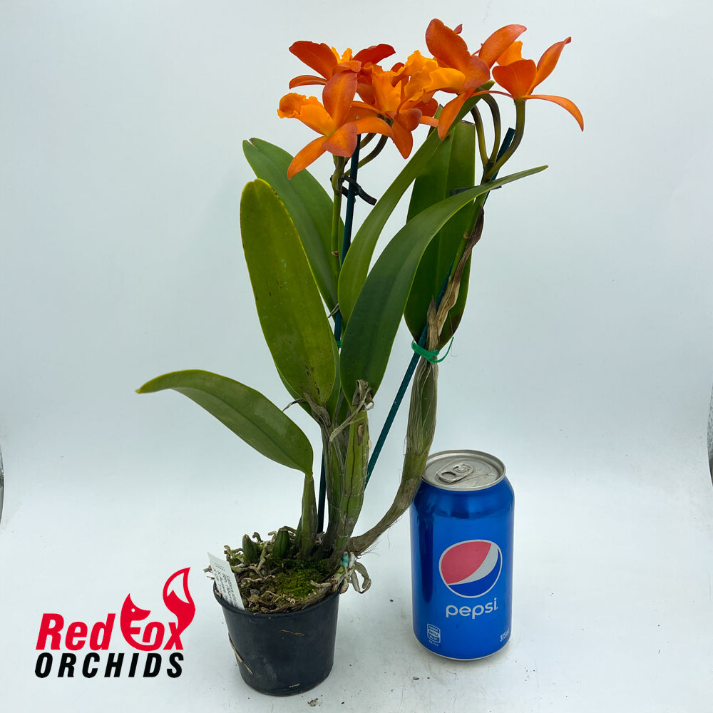 Rhyncattleanthe (Momilani Rainbow X Aussie Sunset) X Ctt. Trick or Treat 'Jaffa'
