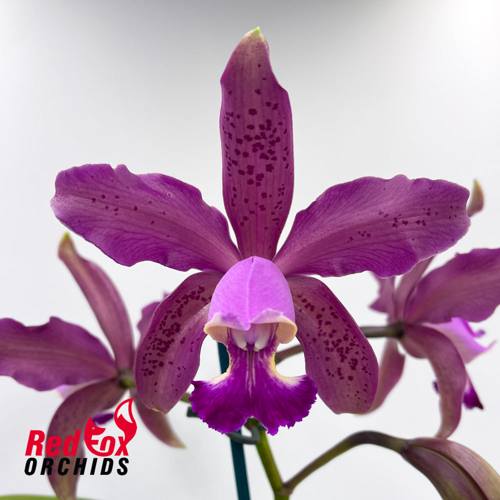 Cattleya Ashley Matherne