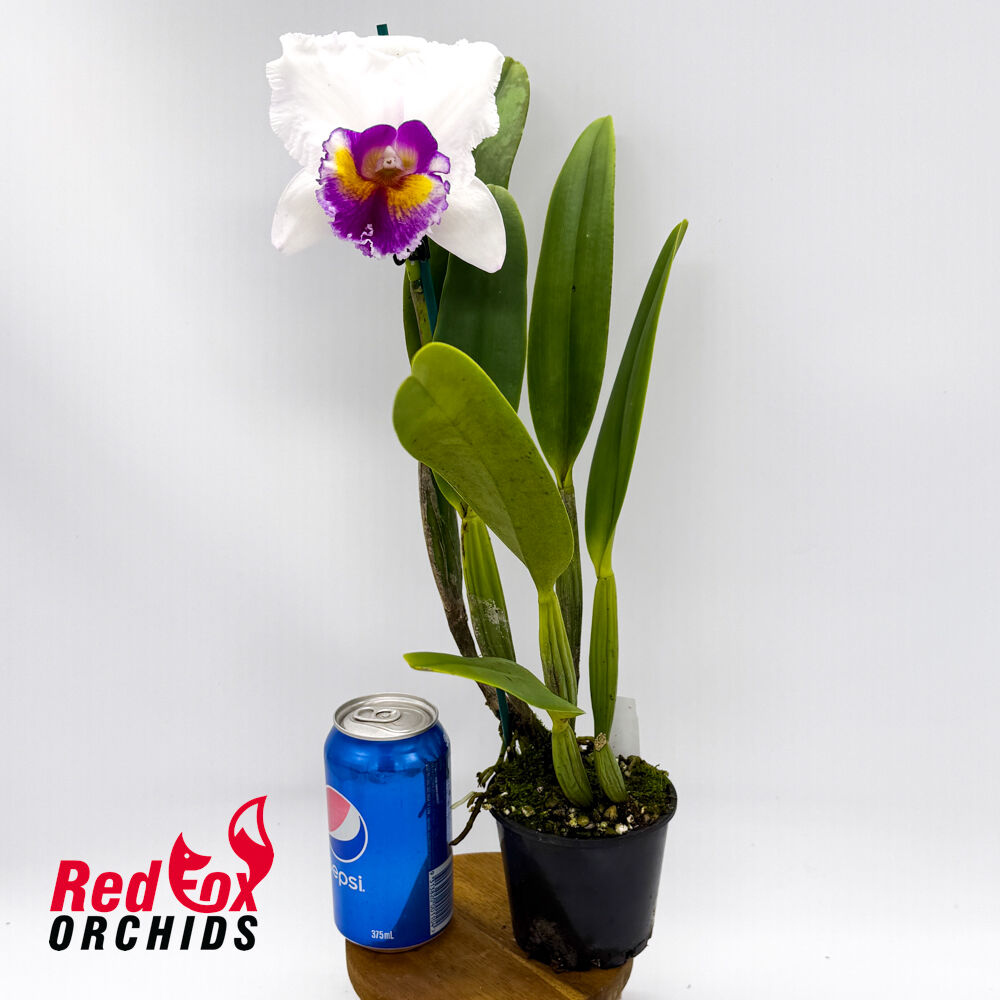 Cattleya Topaz Elite X Rlc. Burdekin News 'Super S-A'