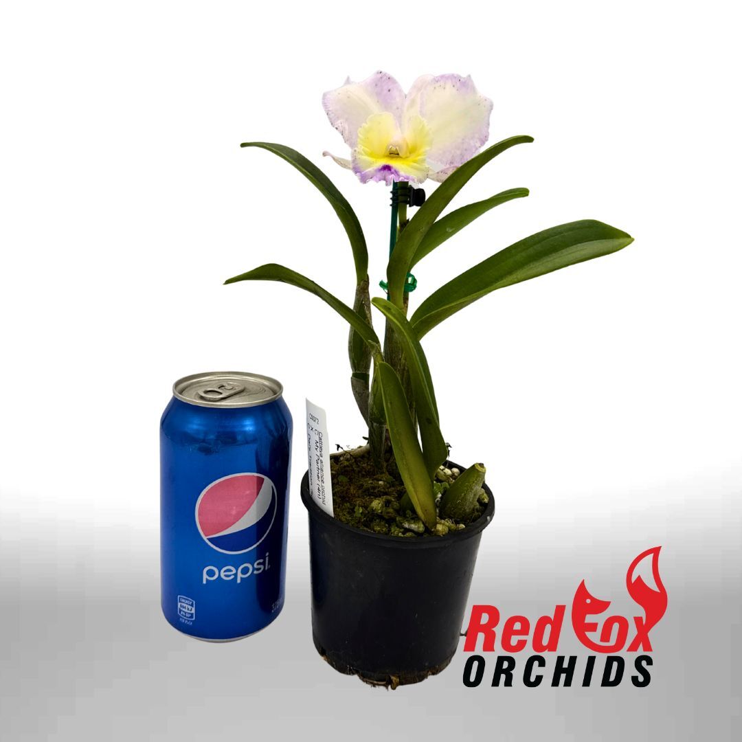 Cattleya My Partner (4n) x Dal's Tradition 'Scherrie'