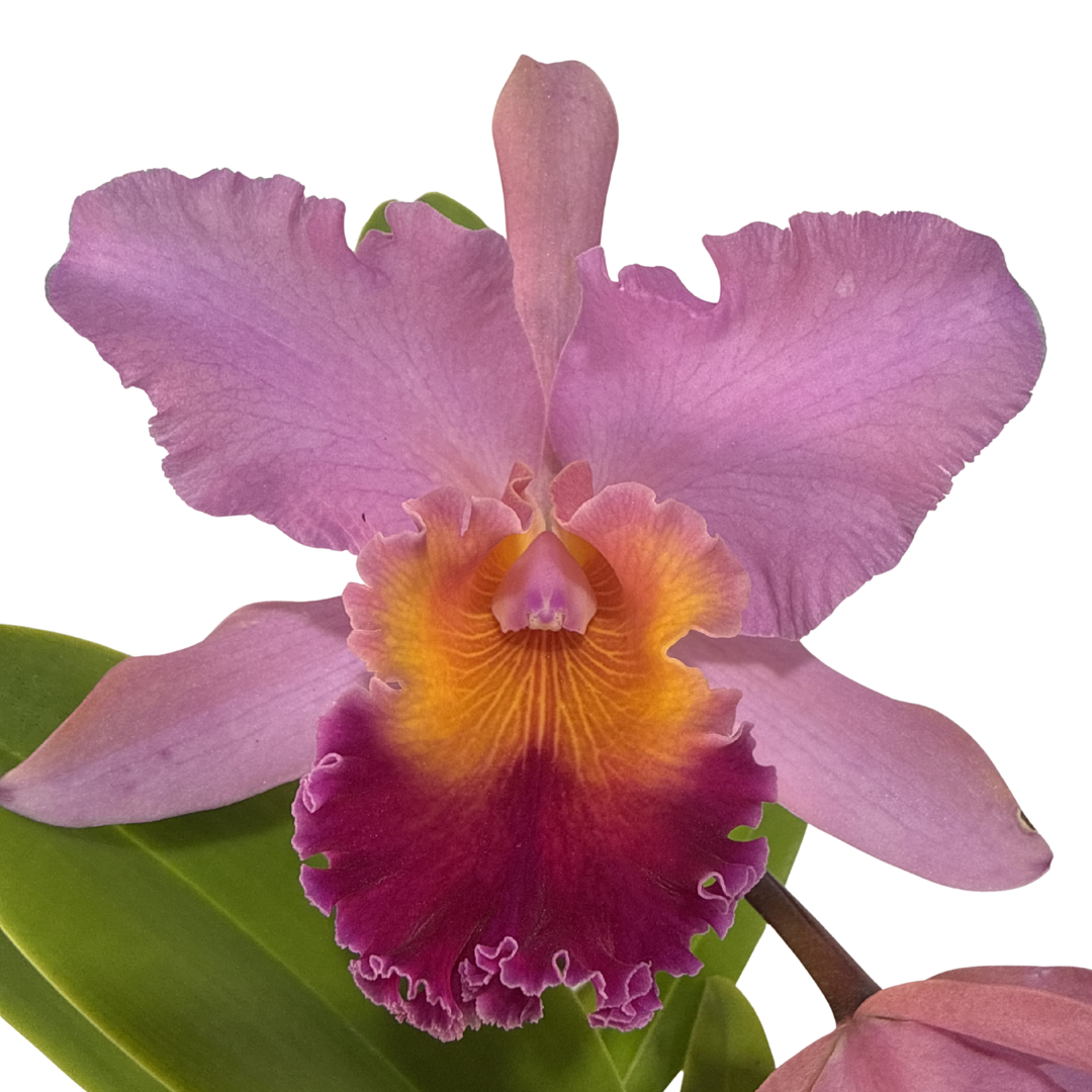 Rhyncholaeliocattleya Amazing Thailand X Rhyncholaeliocattleya Crystal Wall