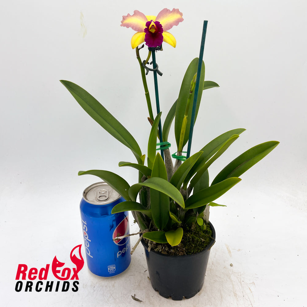 Rhyncattleanthe Love Sound 'Dogashima' X Rth. Topaz Fever