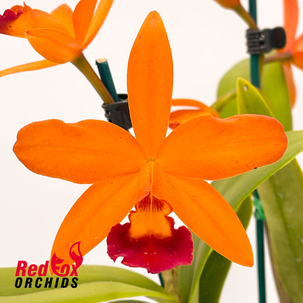 Cattlianthe Fire Gem