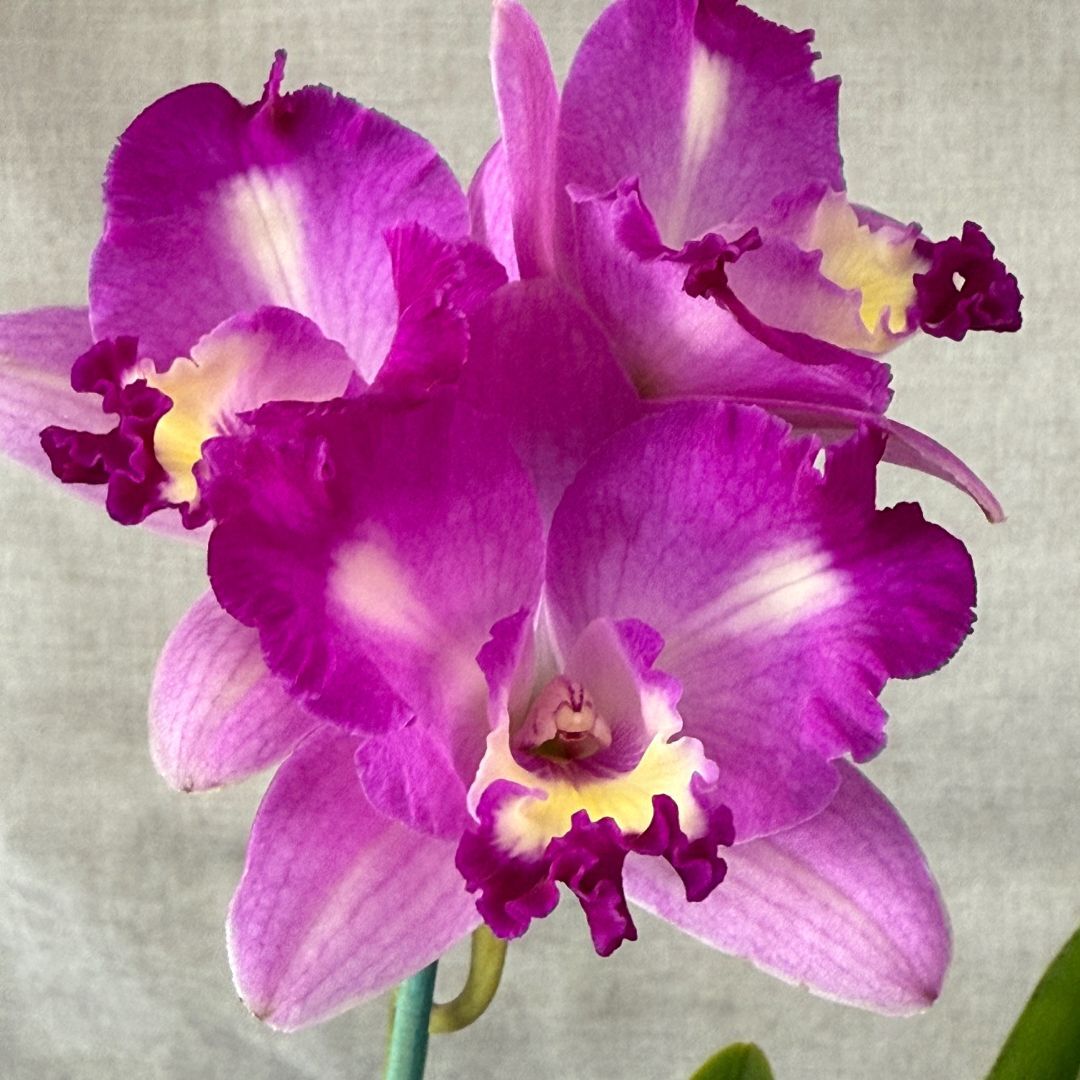 Rhyncattleanthe Topaz Elf X Ctt. Aussie Sunset