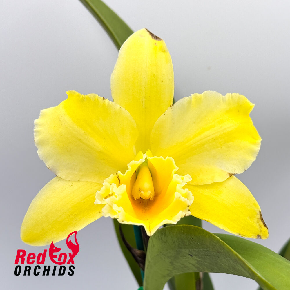 Rhyncholaeliocattleya San Damiano 'Green Angel' x George King 'Southern Cross'
