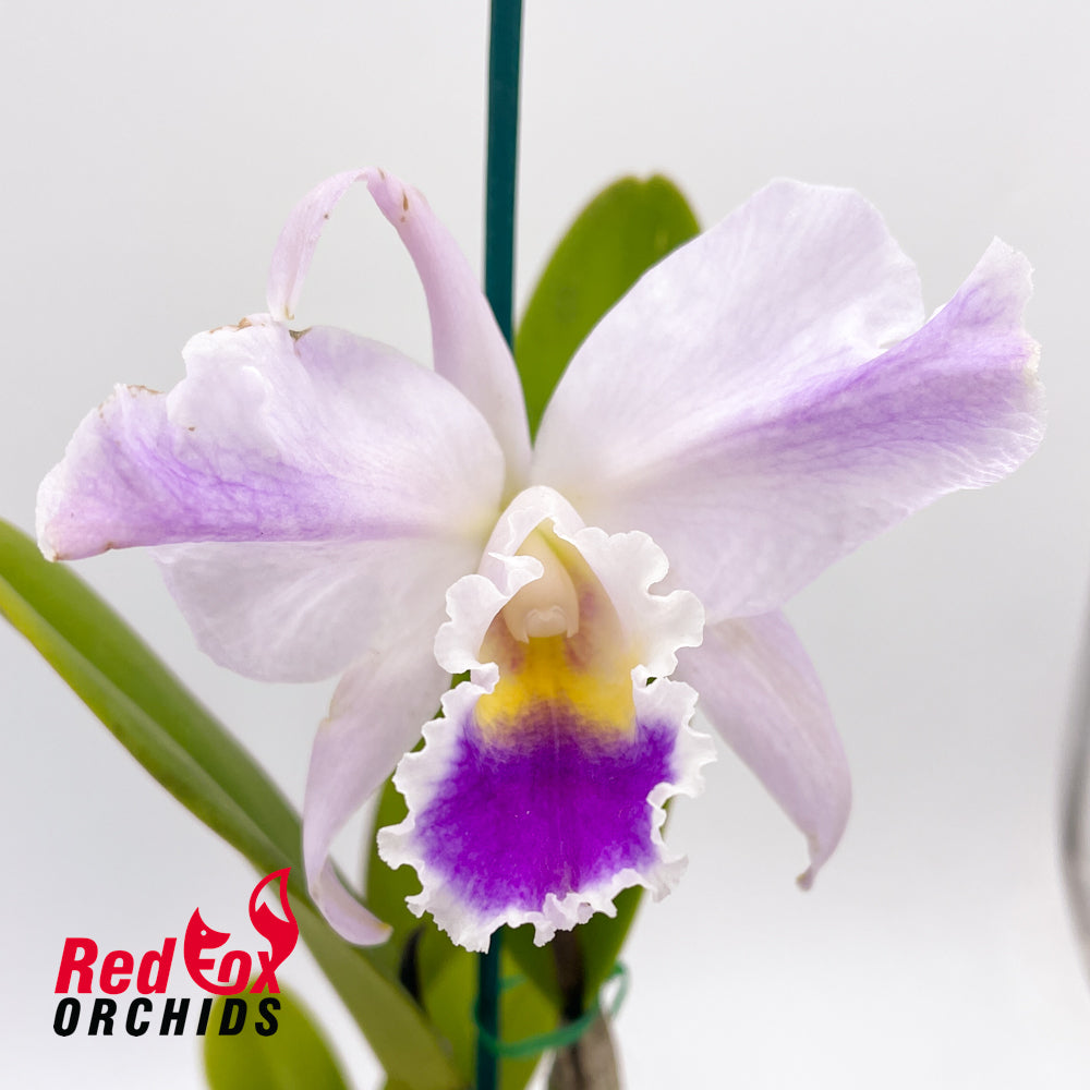 Cattleya Shinjik