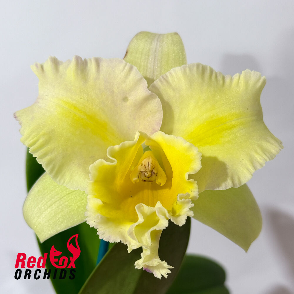 Rhyncattleanthe Topaz Suitor