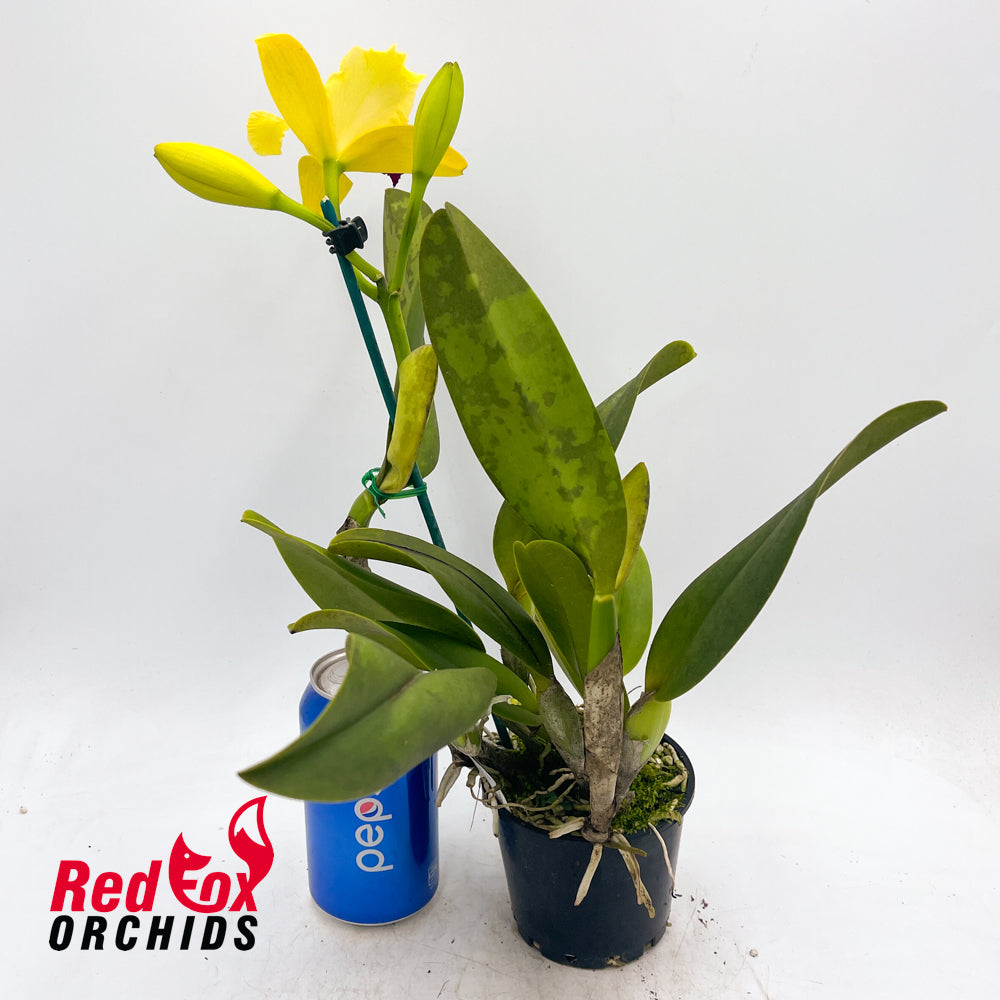 Rhyncholaeliocattleya Princely X Ctt. Topaz Vivid 'Luscious Aussie'
