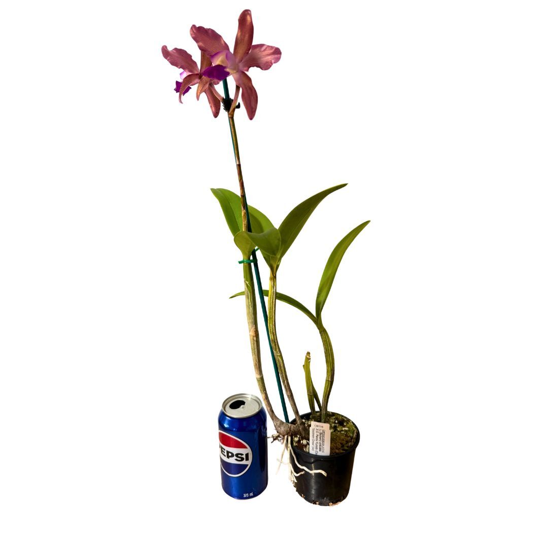 Laelia (Schom) undulata 'No3 Kuranda' X C. Penny Kuroda (Caudebec Gp) 'Southern Cross' (4n)