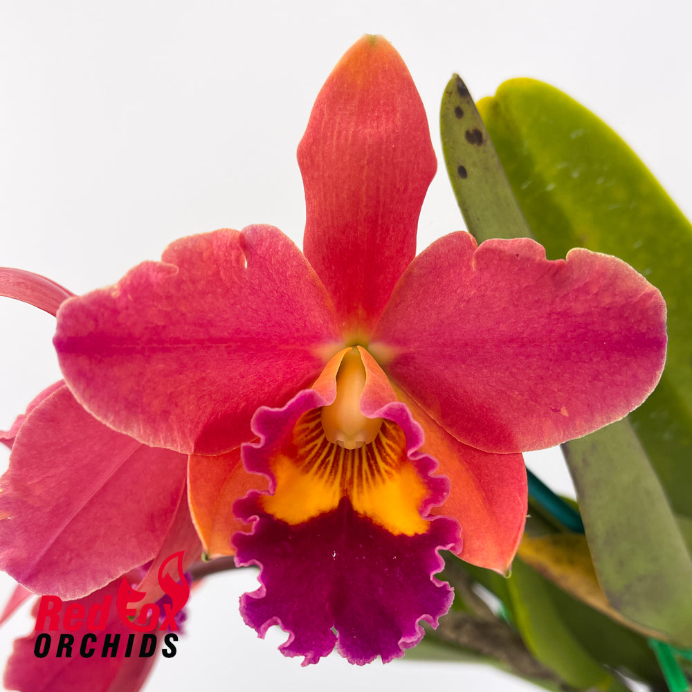 Rhyncholaeliocattleya Tzeng-Wen Dragon 'Copper & Red' X Ctt. Aussie Sunset 'Cosmic Fire'