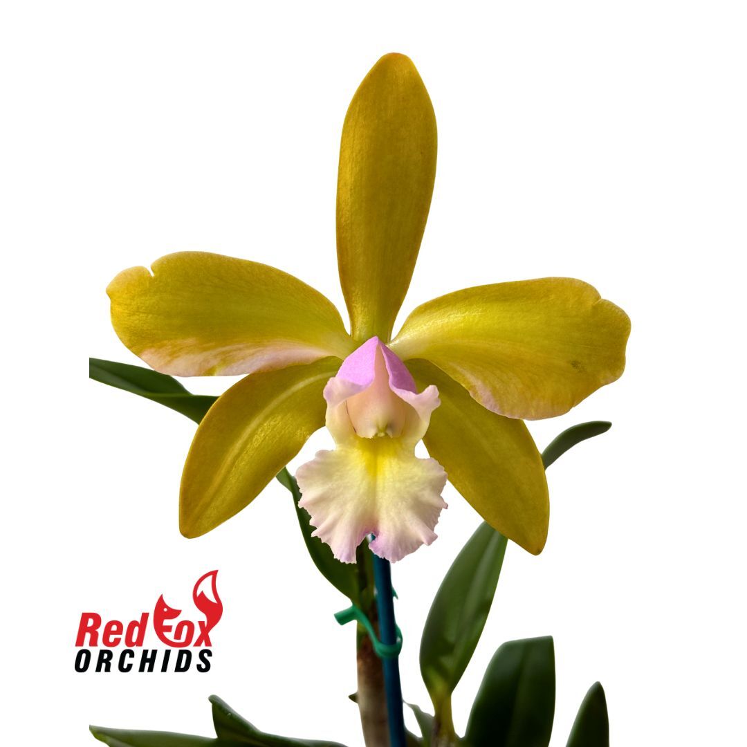 Rhyncholaeliocattleya ((Peach Cobbler x Waikiki Gold) x Caudebec) x Rhyncholaeliocattleya Village Chief North 'Green Genius'