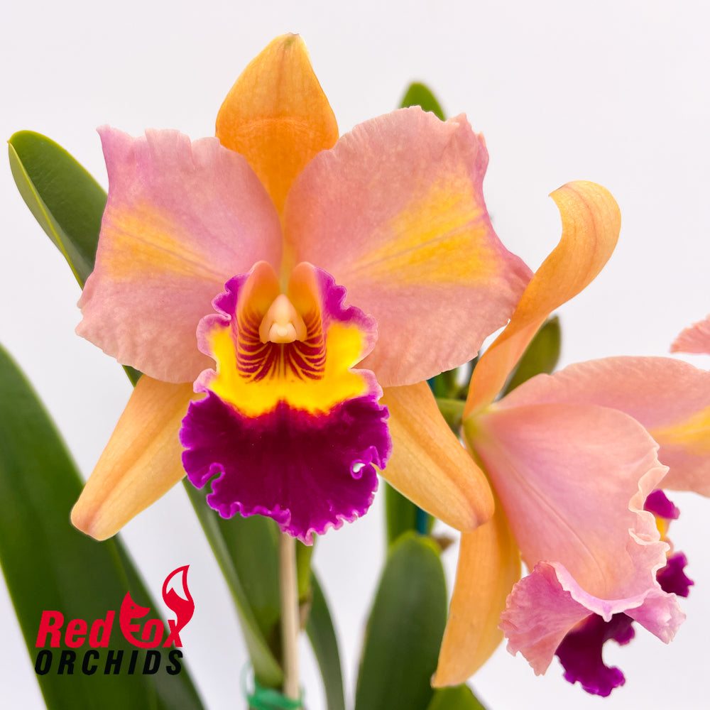 Cattleya Shirayukihime 'M' X Ctt. Topaz Vivid 'Luscious Aussie'