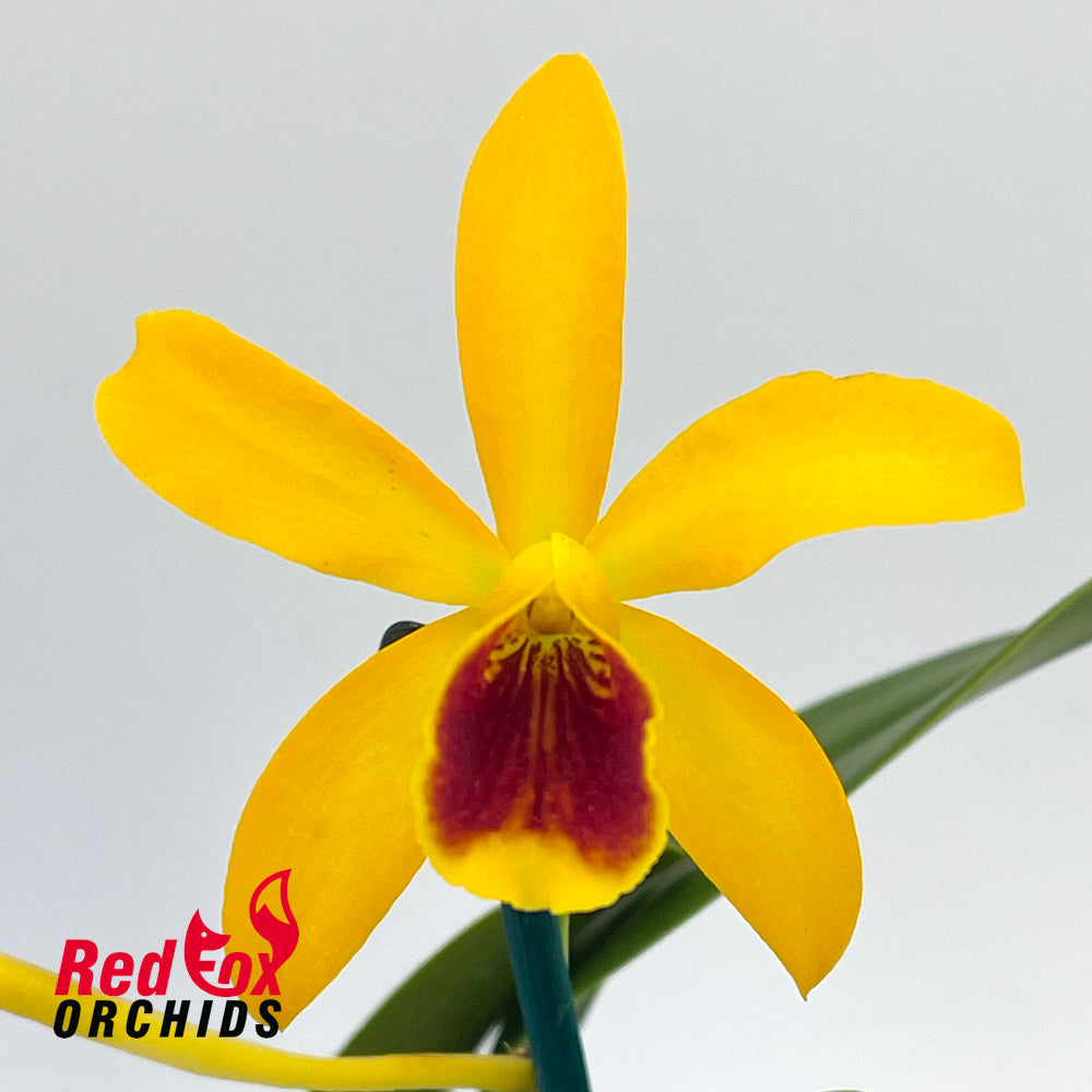 Guaricyclia Atomic Kyoguchi X C. luteola