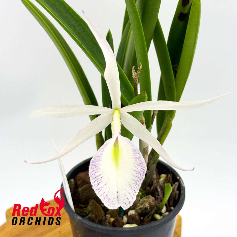 Brassocattleya Clear Stars